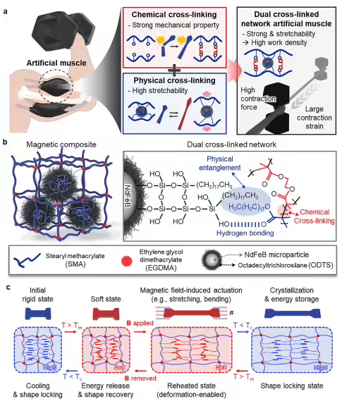 科学家研发新型人造肌肉：可软可硬可伸展，能举起 4000 倍自重(图1)