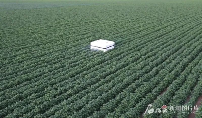 全球首款棉花激光打顶机器人！新疆制造！(图1)