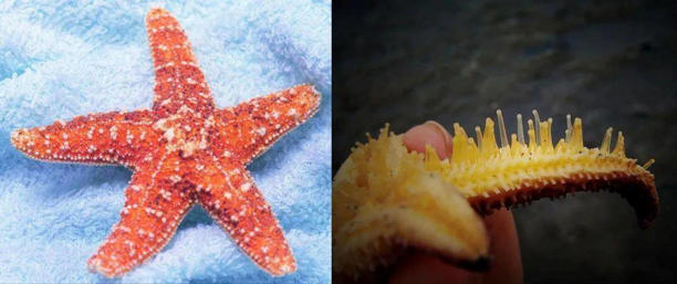 中国空间站舱内机器人试验大揭秘:管道检测如何“机智”进行? 中国空间站舱内机器人试验大揭秘:管道检测如何“机智”进行?(图3)