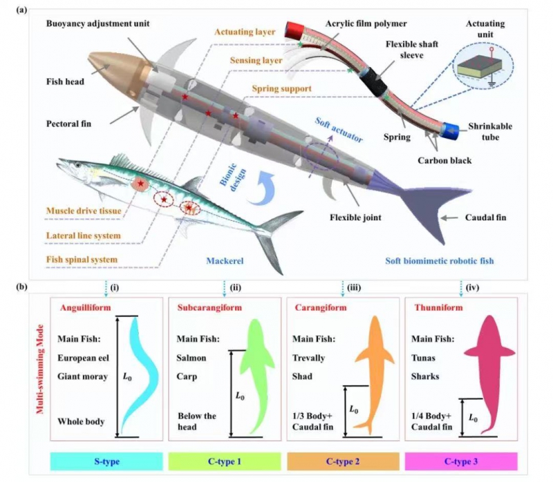 沈阳自动化所水下仿生游动机器人研究取得进展(图1) 沈阳自动化所水下仿生游动机器人研究取得进展(图1)