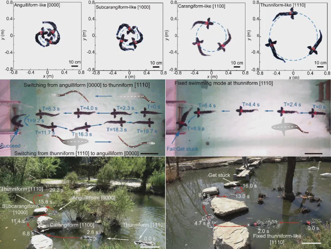  SA重磅！北大机器智能实验室这条机器鱼会变身，0.5秒从鳗鱼变金枪鱼(图13)