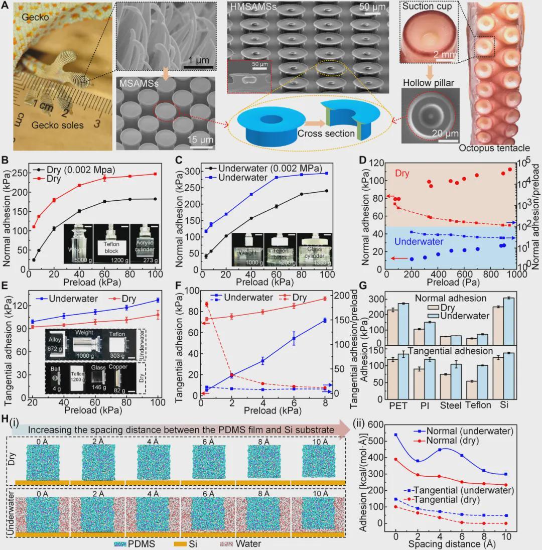 告别磁铁和吸盘！中国团队造出生物履带，让机器人真成了水陆两栖壁虎(图3)