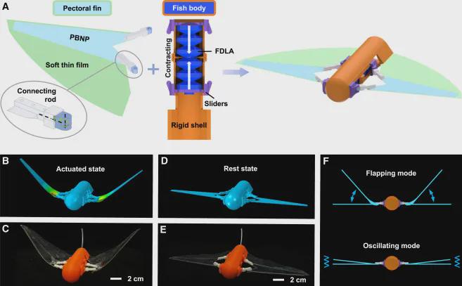 打破复杂水域探测困境！浙大仿生机器鱼登CELL子刊，双游动模式展现卓越环境适应性，负重54倍稳定前行(图3)