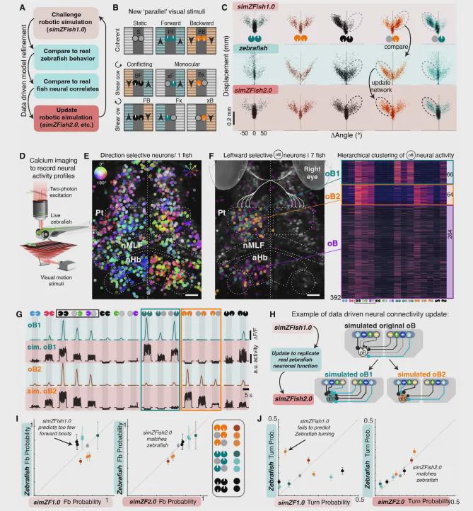 Sci.Rob.最新封面！EPFL造出复现斑马鱼视动反应的仿生机器鱼(图5)