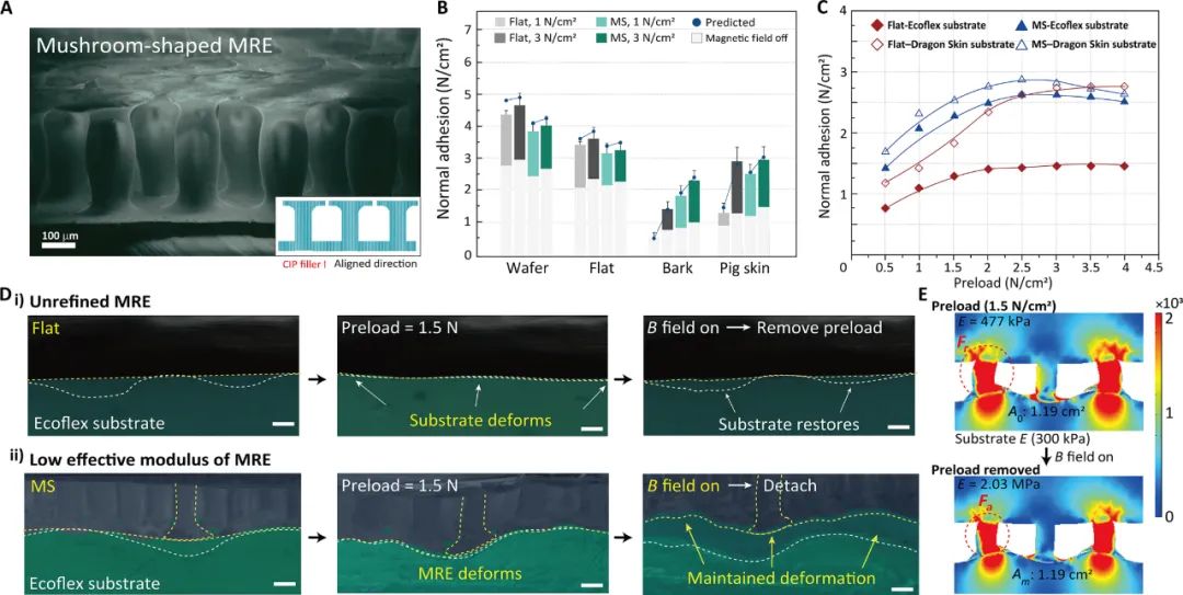  Science Advances发表！德国马克思普朗克智能系统研究所携手高丽大学等多所高校，联合推出可远程控制磁性粘合机器人！(图4)