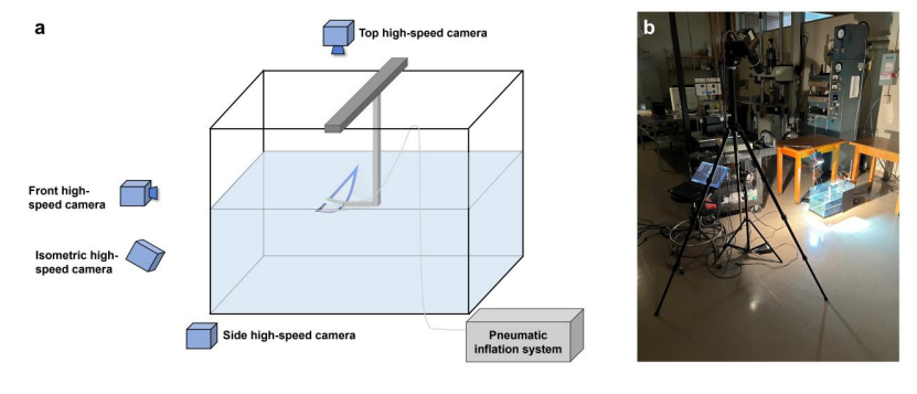 Science Advances发表！北卡罗来纳州立大学×弗吉尼亚大学推出单稳态扑翼软体游泳机器人，实现高速多模态水面水下机动！(图7)