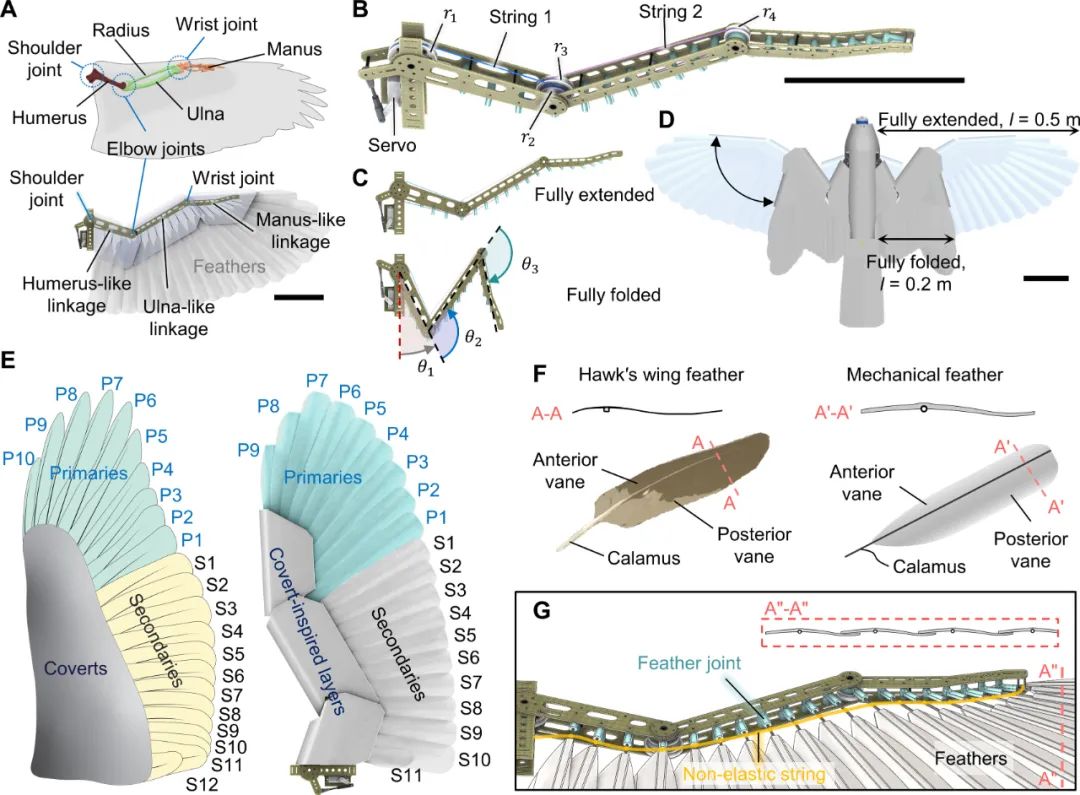 Science Robotics发表！洛桑联邦理工学院研究团队推出羽毛无人机LisRaptor，实现翅膀与尾翼双变形！(图4)