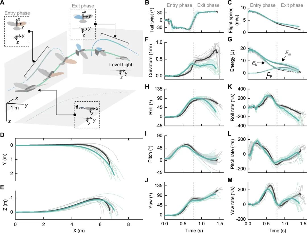 Science Robotics发表！洛桑联邦理工学院研究团队推出羽毛无人机LisRaptor，实现翅膀与尾翼双变形！(图8)