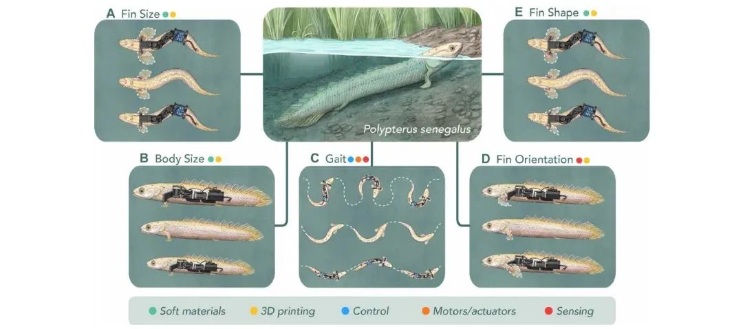 Science Robotics最新一期6篇文章核心内容解析(图6)