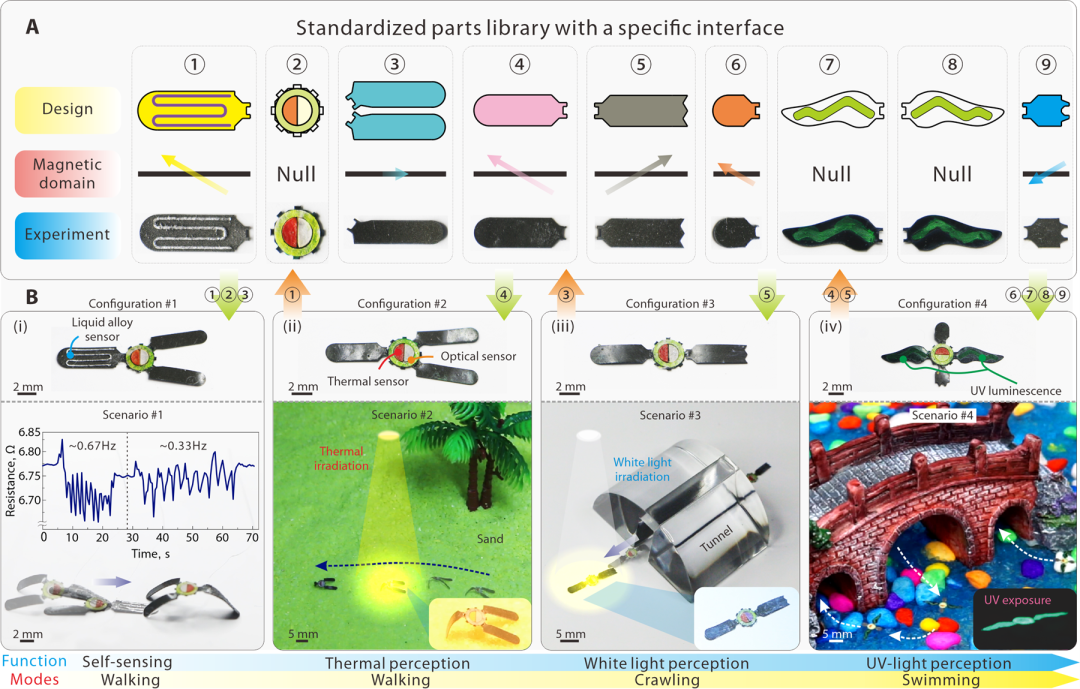 华中科技大学丁汉-吴志刚团队研究成果：驱感一体昆虫级软体机器人研究(图4)