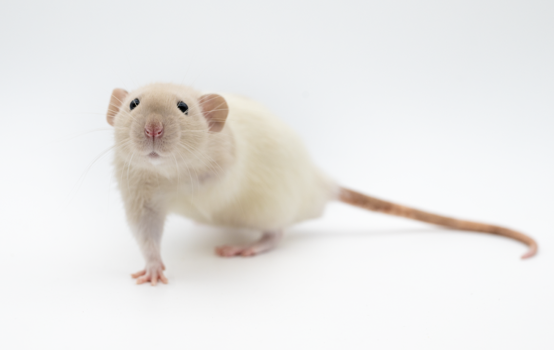 Science Robotics最新研究：柔性脊柱全面提升老鼠机器人的运动能力！(图6)