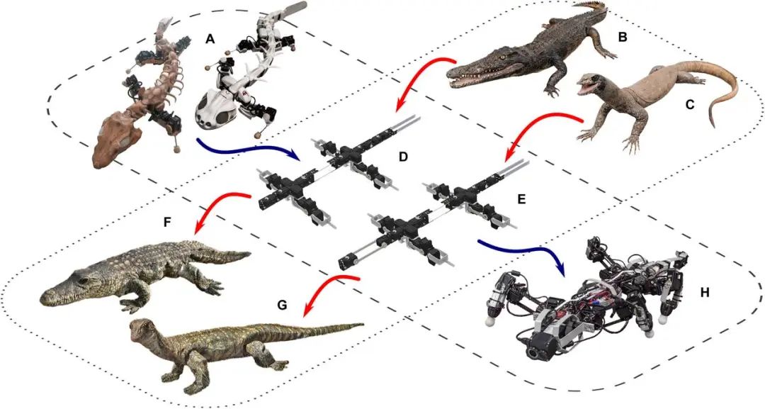 ​荣获SNSF支持 鳄鱼仿生机器人Krock二代有了最新研究进展(图2)