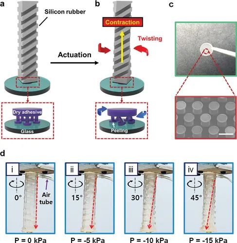 受壁虎启发 最新真空软驱动器 能够实现易碎物体的抓取与放置(图1)