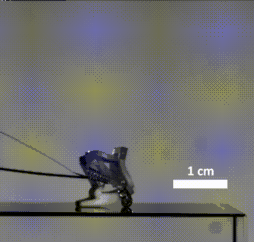 伊利诺伊大学打造昆虫级微型机器人 仅0.216克 可实现60倍身体宽度跳跃距离(图2)