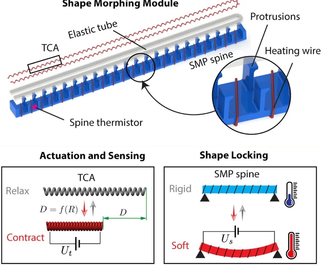 中国学者研发微型变形机器人登Nature子刊，能跑、能爬、又能游！(图3)
