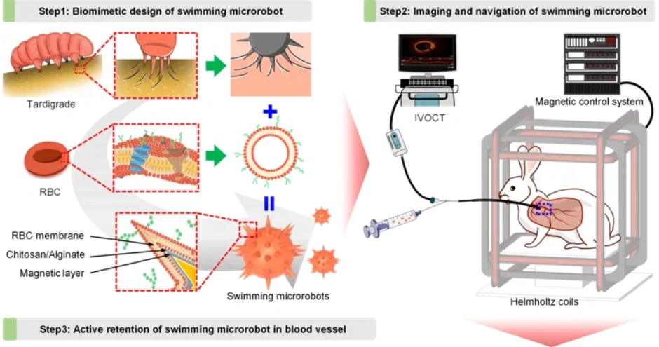 哈工大联合开发出仿水熊虫医用微纳机器人(图1)