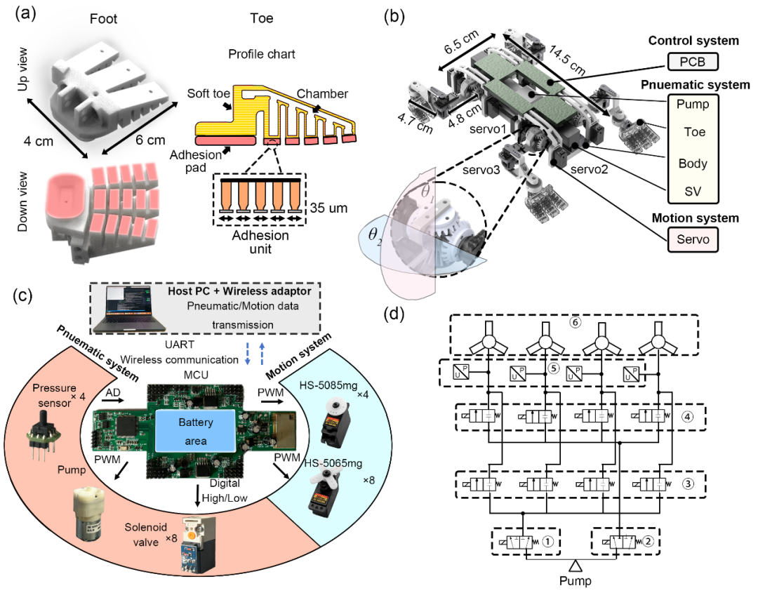 南航等高校团队研发新型壁虎机器人中枢神经控制策略(图5)
