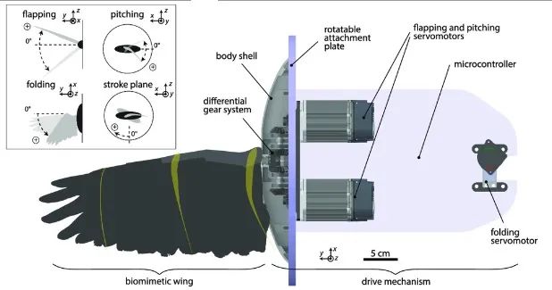 重大发现！仿生扑翼机破解飞行之谜：翅膀折叠和倾斜动作大大提升空气动力学效率！(图7)
