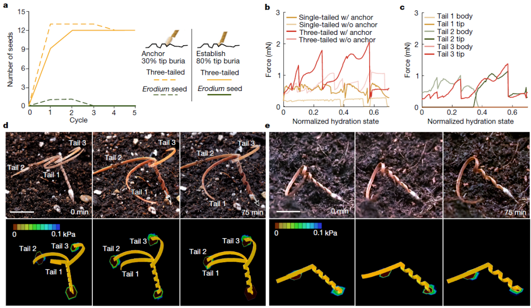 四校合作！Nature封面：会钻地的木材机器人，空投人造种子，助力智慧播种！(图6)